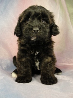 Female Bichon Poo #15 Born April 2, 2012